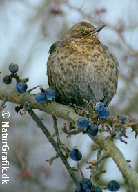 Solsort på slåenbusk.