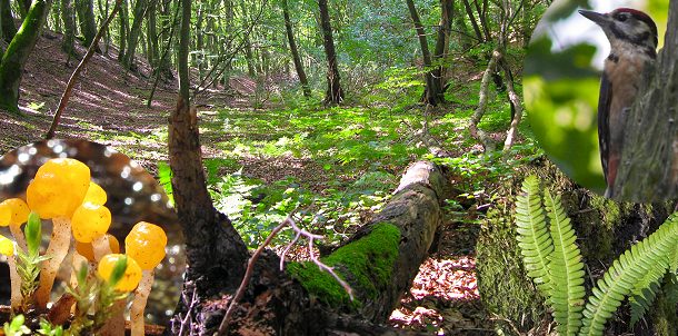 Biodiversiteten i de danske statsskove er i bedring. Skovdriften tager hensyn til flere arter.