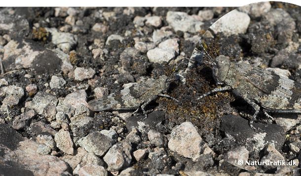 Blåvinget ørkengræshoppe findes kun få steder i Danmark. Denne græshoppe har en perfekt kamuflage, der passer til græshoppens levested.