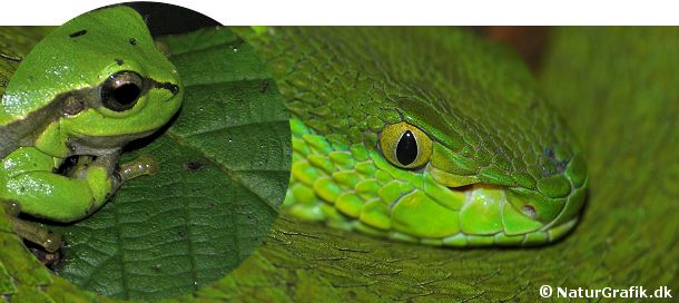 Den danske løvfrø (tv) og asiatiske træhugorm er eksempler på dyr, der anvender