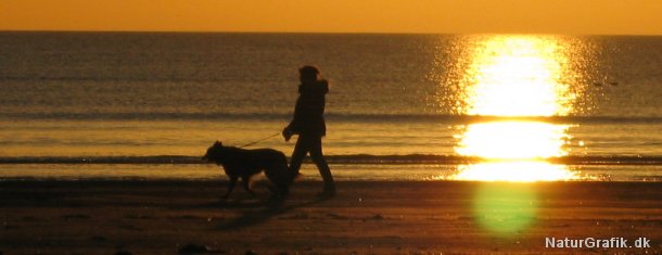 På strande skal hunde føres i snor i perioden 1. april til 30. september.