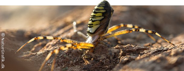 Hvepseedderkoppen viser sin sort-gule advarselsfarver, hvis den føler sig truet.