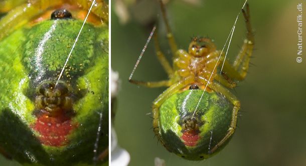 Helt specielt ved edderkopperne er deres evne til at lave spind. Edderkoppen har spindevorter på undersiden af bagkroppen. Spindervorterne udskiller den silke som edderkoppen bruger til fangsnet m.m.