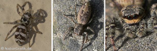 Springedderkopper er bl.a. kendetegnet ved deres gode syn. De store øjne ses tydeligt. Til de almindeligste arter hører zebraedderkoppen (til venstre) og Stor springedderkop.