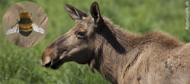 Elgens svælgbremse har bredt sig til det sydlige Sverige. Det er påvist at arten også kan angribe rådyr.