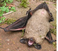 Vær opmærksom på syge flagermus på jorden. Flagermusene kan være inficeret med rabies.