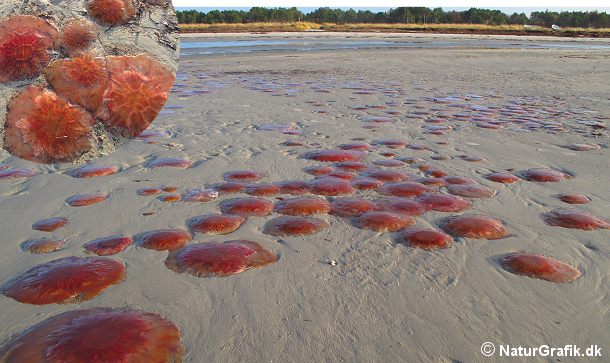 Store mængder brandmænd skyller ind på kysten. Foto: Sabine jensen.