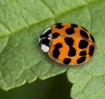 Harlekin mariehøne er en uønsket, invasiv art i Danmark