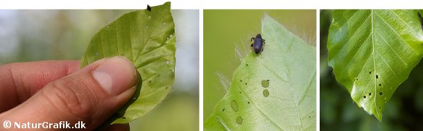 Bøgeloppen er en lille, sort snudebille. Snuden holdes ofte ind til kroppen så det er først ved nærmere eftersyn, at man ser at der er tale om en snudebille. Billens kraftige bagben gør den i stand til at springe som en loppe.