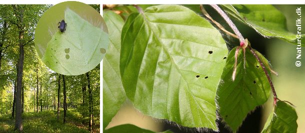 Gnav af bøgeloppe. De nyudsprugne bøgeblade tiltrækker bøgelopperne, der gnaver huller i de endnu bløde blade. Selve bøgelopperne ser man ikke ret tit og man skal næsten være heldig for at få øje på et eksemplar.