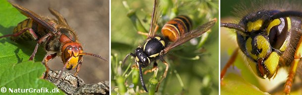 Stor gedehams (tv) er vores største art. Den er berygtet for sit kraftige stik, men heldigvis er det en relativ fredelig art. Det midterste foto viser en Rød gedehams. Til højre et nærportræt af almindelig gedehams, der kendes på sin ankerformede tegning i ansigtet.