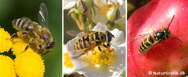 Honningbien (tv) har stribet bagkrop, men i gyldne, brune farver. I midten en svirreflue, der beskytter sig ved at efterligner biens udseende. Til højre gedehamsen. Hvepsen er i skarpe sort/gule farver.