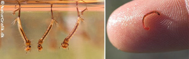 Til venstre ses stikmyggelarver. Den lange spids på larvernes bagkrop er et ånderør, hvormed larven henter luft fra overfladen.