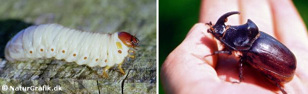 Næsehornsbillens mægtige larve kan måle 10 cm. Til højre den voksne bille, hvor hannen kendes på sit horn.