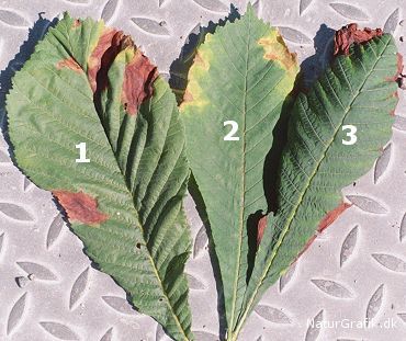 1. Kastanjeminérmøl. 2. Svampen Hestekastaniebladplet (Guignardia aesculi). 3. Tørkeskade