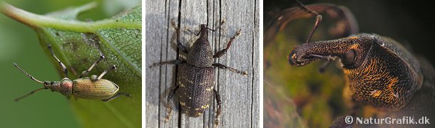 Til venstre den meget almindelige bøgeløvsnudebille. Midterste foto viser Stor Gransnudebille, der lever på grantræer, hvor den kan gøre skade ved at gnave de unge, nyplantede træer. Til højre nærportræt af stor gransnudebille.