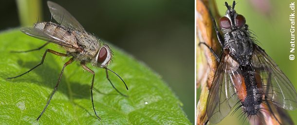 Til venstre snyltefluen Prosena siberita med sin lange, drabelige snabel. Til højre en snylteflue af slægten Cylindromyia. Snyltefluerne kendes bl.a. på de stive børster på bagkroppen. 