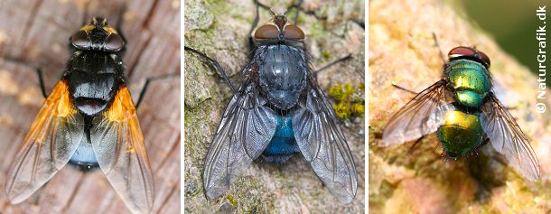 Til venstre gulvinget flue (Mesembrina meri-diana). I midten blå spyflue (Calliphora vomitoria). Til højre en guldflue (Lucilia sp)