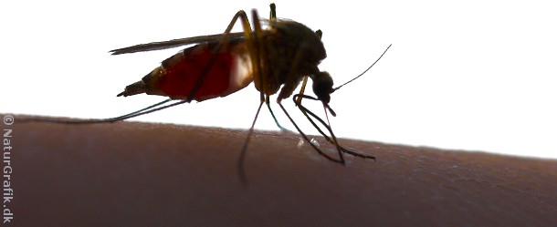 De myg de fleste kender som varsler af kløende mygstik er hun-myggen af slægten Aedes.