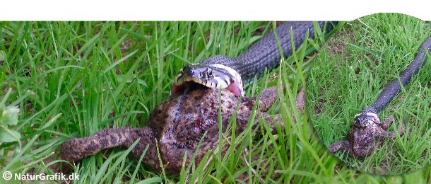 En snog har angrebet en stor, gammel skrubtudse og forsøger at sluge den. Tudsen er stadig levende og puster sig op som en ballon for at undgå sin skæbne. Foto: Sabine Jensen