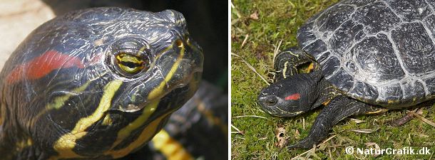 Rødøret terrapin har været hyppig som kæledyr. Desværre er mange blevet sat ud i naturen når kæledyret ikke længere var interessant. Skildpadden kan ikke klare det danske vinterklima.