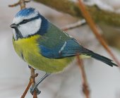 Kun de færreste blåmejser oplever deres 1-års fødselsdag
