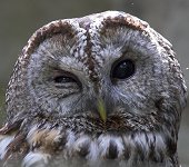 Et ordsprog siger: Tuder uglen i december bliver det en streng vinter