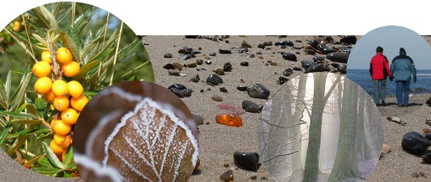 Naturen i november