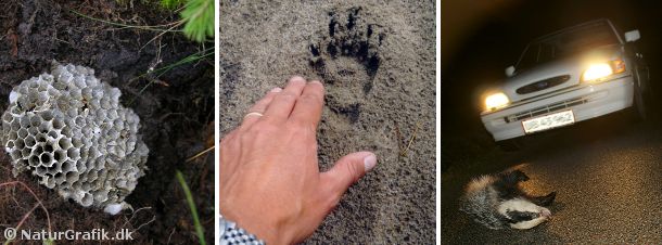 Opgravede hvepsebo (t.v.) er ofte grævlingens værk. Grævlingens poter har nogle markante kløer, hvilket ses af dens spor (midt). Til højre, en trafikdræbt grævling. Langt over 1000 grævlinge mister hvert år livet i trafikken.
