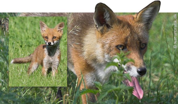 Rød ræv (Vulpes vulpes) - Naturmagasinet
