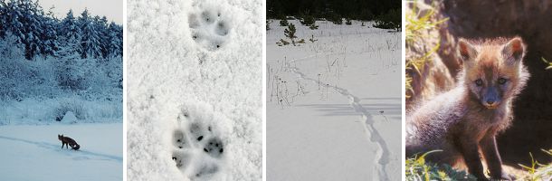 I januar begynder rævens parringstid - rolletiden, hvor han-rævene vandrer rundt og leder efter en mage. Om natten høres rævenes hæse gøen. Om foråret kommer hvalpene til verden og kan opleves ved rævegraven i maj.
