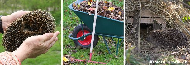 Til venstre et sammenrullet pindsvin. Skab gode muligheder for pindsvinet ved at lave huler og bladdynger, hvor pindsvinet kan gemme sig i dagtimerne og ligge i dvale om vinteren. Til højre en regntæt hule bygget til pindsvinet.