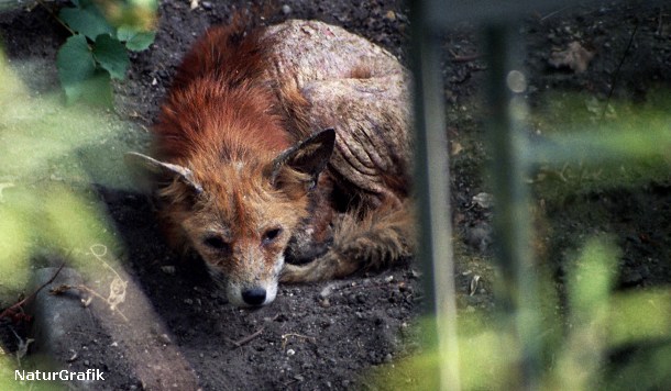 Ræv døende af ræveskab.