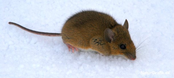 Musene kan skjule sig under sneen, hvor de, beskyttet af sneen, kan gnave bark af træer og buske.