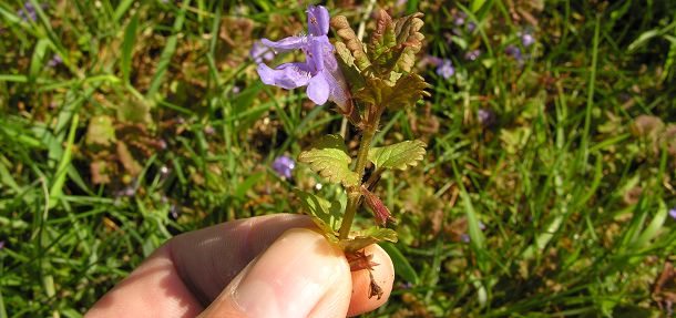 Korsknap blomstrer i april-juni.