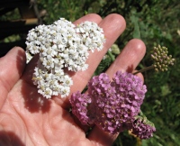 Her ses den alm. hvide og den sjældnere lyserøde røllike. Her ses den alm. hvide og den sjældnere lyserøde røllike.