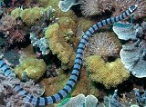 Seasnake