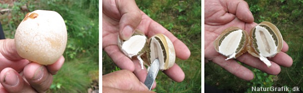 Hekseæg