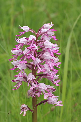 Ridder-gøgurt har fine lyserøde blomster. Foto: D. J. Bergsma CC BY-SA 3.0, Wikimedia