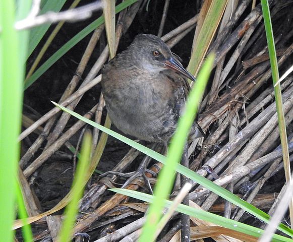 Ungernes fødder er fuld udvokset næsten inden vingerne er begyndt at vokse. Foto: Wikimedia CC SA-BY 4,0