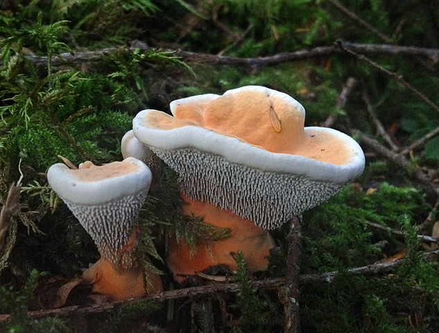 Orange korkpigsvamp med orange stok som ikke er spiselig. Foto: Leah Bendlin CC BY-SA 3,0, Wikimedia