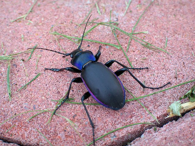 Den smukke løbebille, Violetrandet løber. Foto: Monika Betley CC BY-SA 3,0, Wikimedia