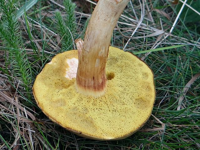 Vaskeskinds-rørhat har meget grovere rørmundinger end brunstokket rørhat. Den blåner heller ikke så kraftigt ved tryk. Foto: Jerzy Opiola CC BY-SA 3,0, Wikimedia
