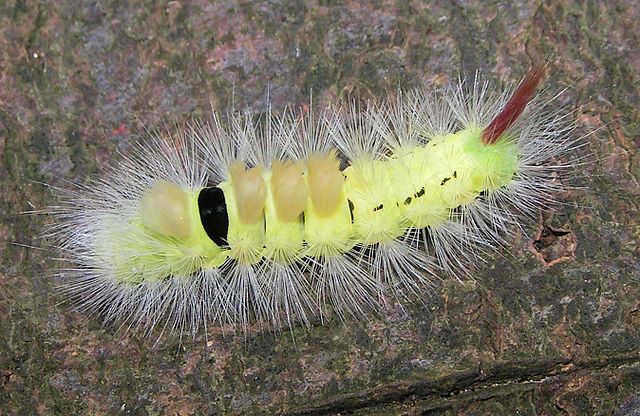 Bøgenonnelarve hvor det "ekstra sorte øje" er blottet. Foto: Pethan Amelisweerd CC BY-SA 3.0 Wikimedia