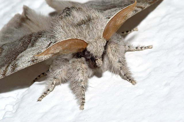 Bøgenonne han Foto: Kurt Kulac CCBY-SA 3.0 Wikimedia