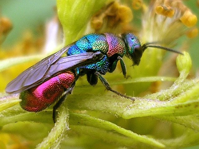 Hedychrum rutilans er en af de 34 arter af guldhvepse vi har i Danmark. Foto PD Wikimedia