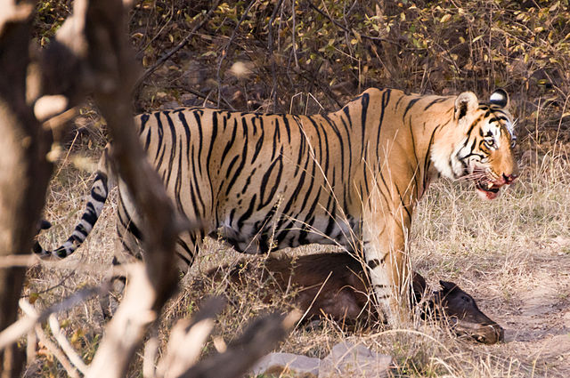 Tiger med dræbt antilope. Foto: Rhaessner CC BY-SA 3.0 Wikimedia