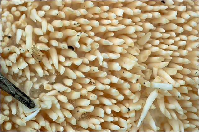 Et nærbillede af piggene på almindelig pigsvamp. Foto: Amadej Trnkoczy CC BY-SA 3,0, Wikimedia