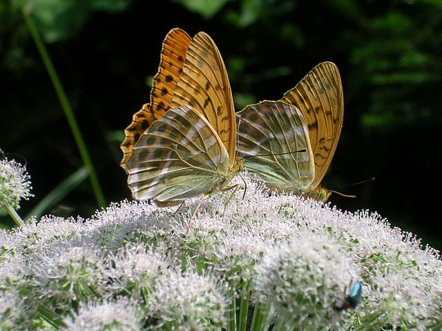 Vingeundersiden med de tydelige perlemorstriber. Foto: Geiserich77, CC BY-SA 3,0, wikimedia