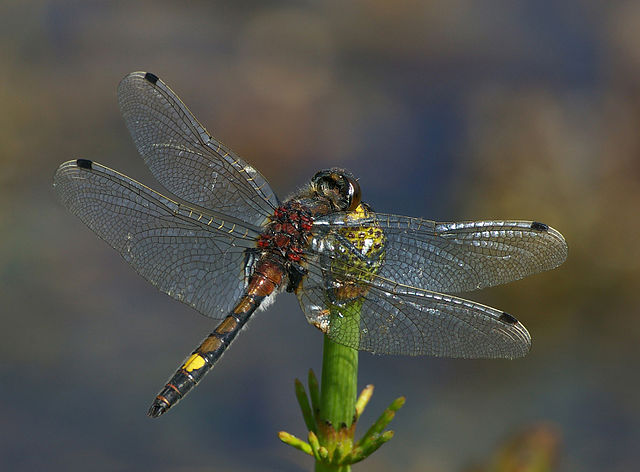 Stor kærguldsmed med den karakteristiske citrongule plet. Foto: Christian Fischer CC BY-SA 3.0, Wikimedia